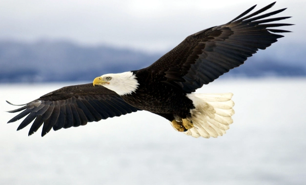 bald eagle behavior bald eagle behavior