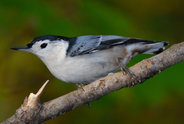 white breasted nuthatch call white breasted nuthatch call