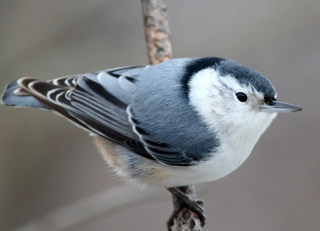 white breasted nuthatch feeder white breasted nuthatch feeder