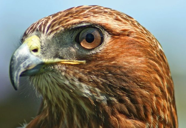 hawk identification tips hawk identification tips