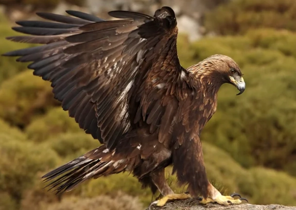 golden eagle bird watching