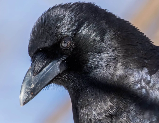 how to attract crows