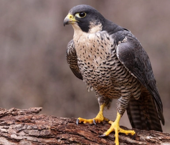 peregrine falcon