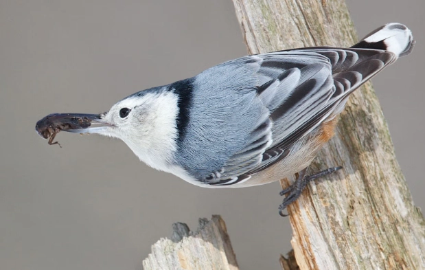 white breasted nuthatch feeder white breasted nuthatch feeder