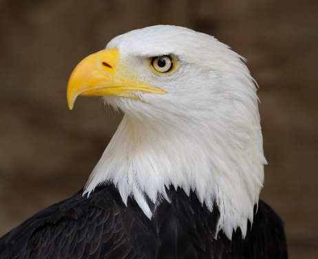 bald eagle behavior bald eagle behavior