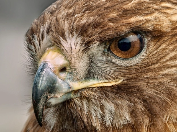 best hawk spotting locations best hawk spotting locations