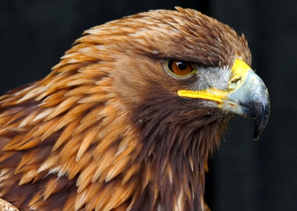 golden eagle habitat