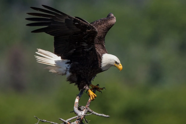 where to see bald eagles where to see bald eagles