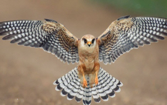 falcon watching tips