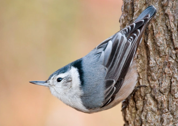 attract white breasted nuthatch attract white breasted nuthatch