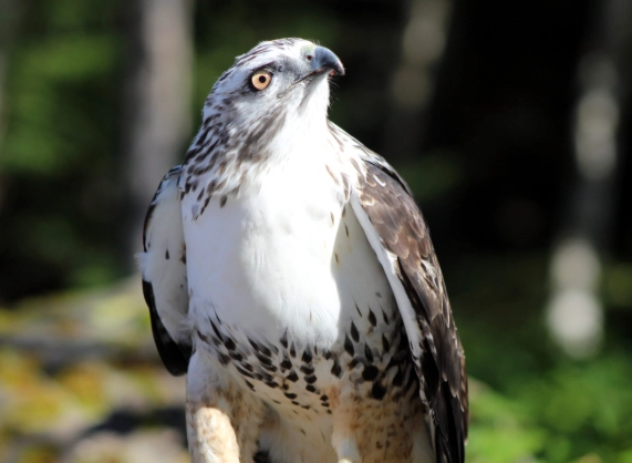 hawk watching hawk watching