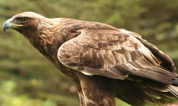 golden eagle bird watching