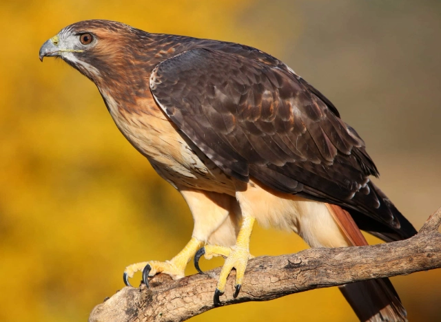 hawk watching hawk watching