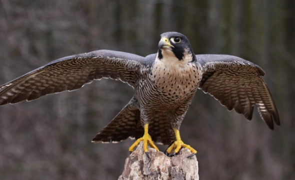 peregrine falcon