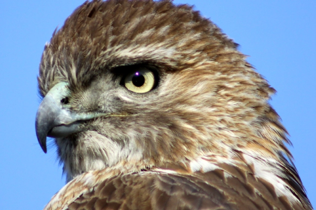 best hawk spotting locations best hawk spotting locations