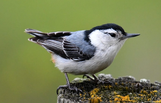 white breasted nuthatch call white breasted nuthatch call