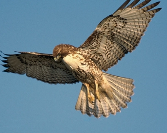 hawk identification tips hawk identification tips