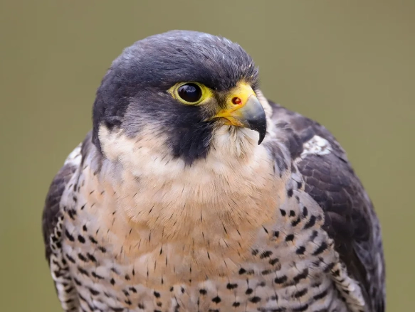 fastest animal in the world