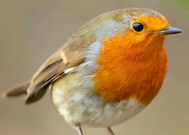 British garden birds