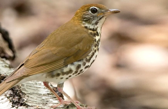 thrush bird identification guide