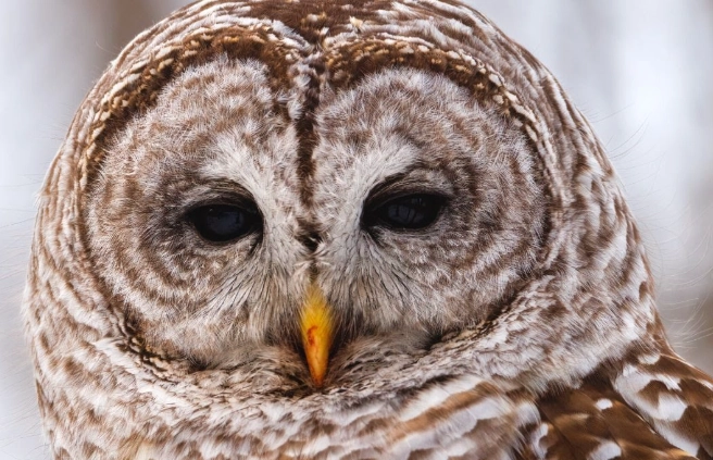 barred owl call meaning