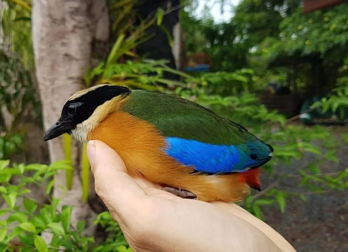 birdwatching thailand