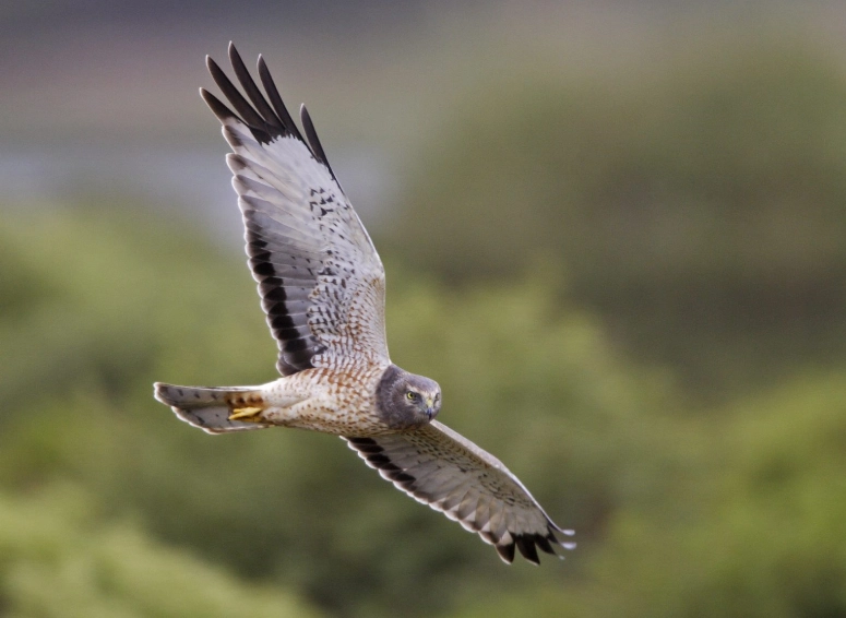 identify northern harrier identify northern harrier