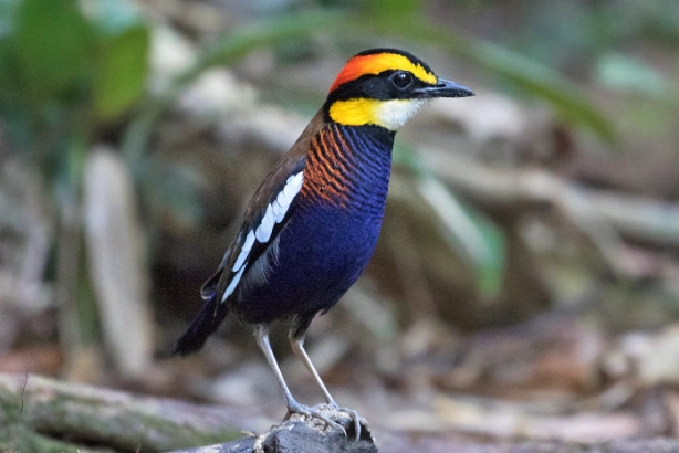 tropical birds thailand