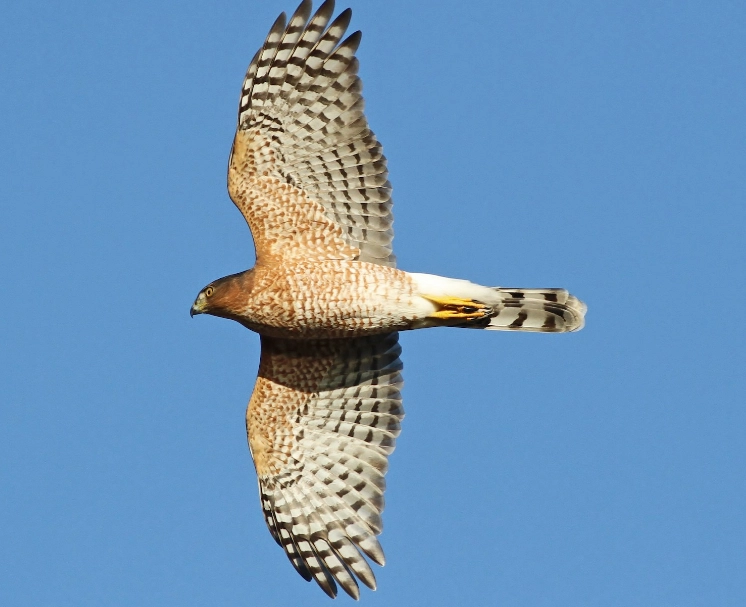 coopers hawk vs sharp-shinned hawk coopers hawk vs sharp-shinned hawk