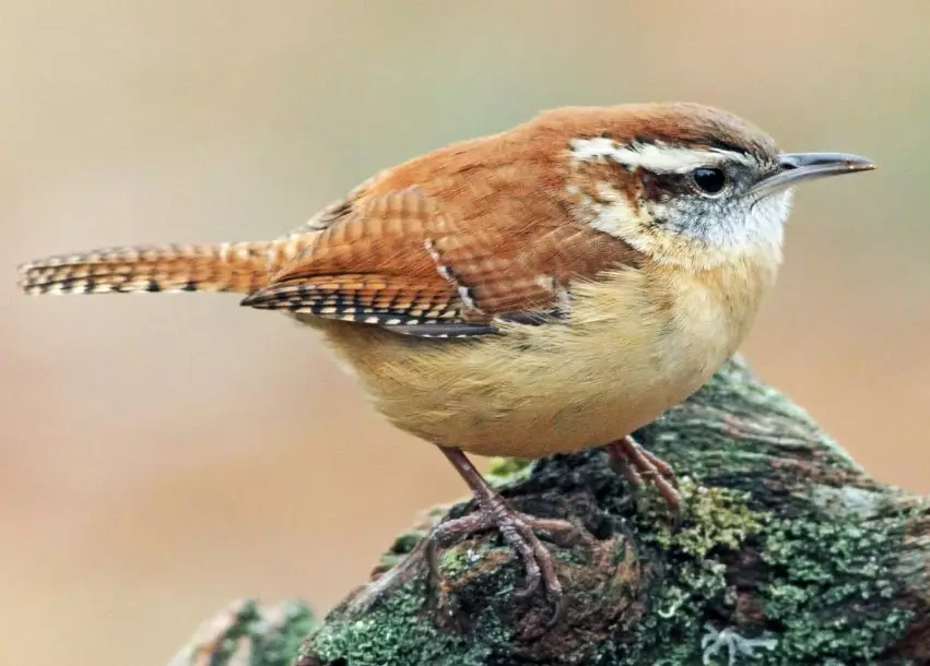 carolina wren call carolina wren call