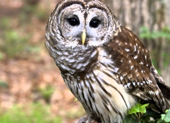 identify barred owl call
