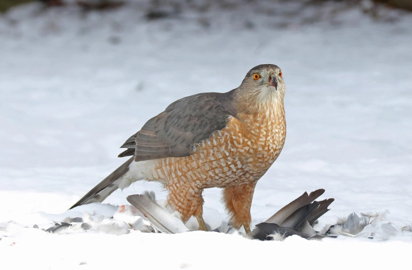 coopers hawk vs sharp-shinned hawk coopers hawk vs sharp-shinned hawk
