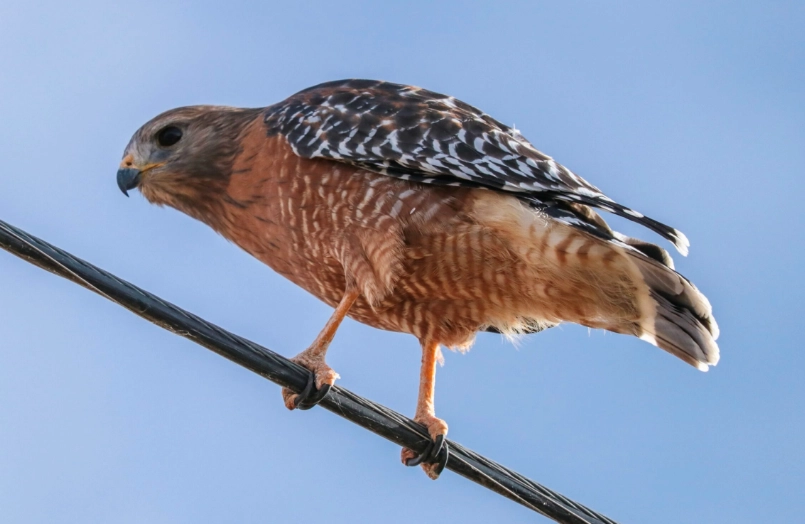 coopers hawk behavior coopers hawk behavior