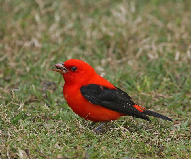 scarlet tanager bird scarlet tanager bird