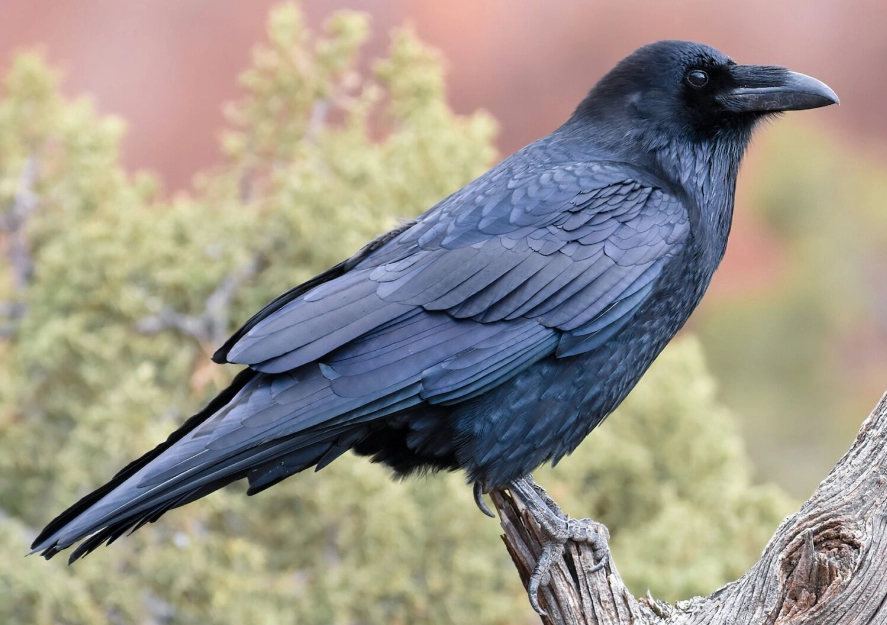 raven identification