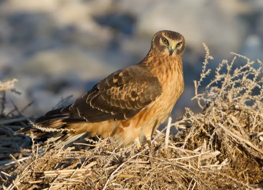 northern harrier birding northern harrier birding