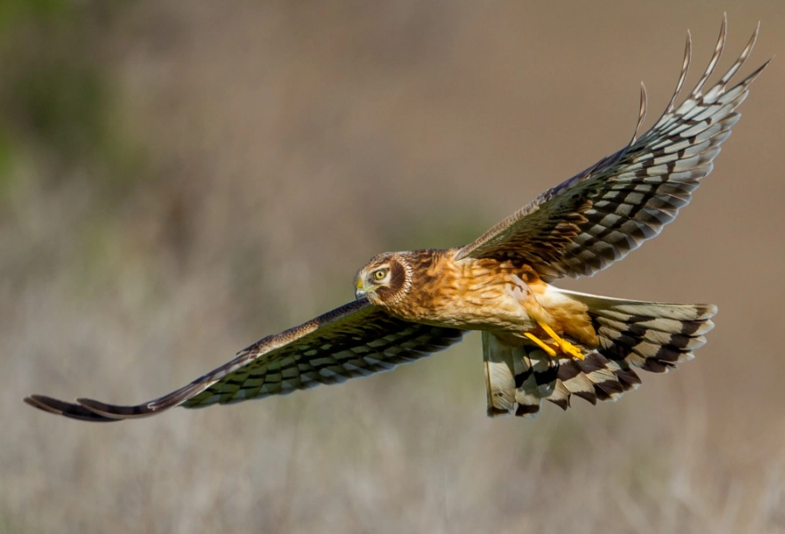 identify northern harrier