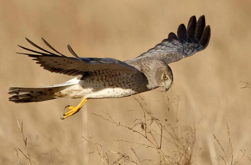 identify northern harrier identify northern harrier