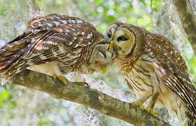 barred owl call meaning