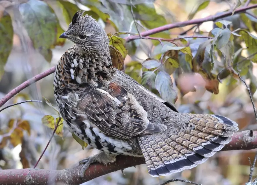 ruffed grouse identification