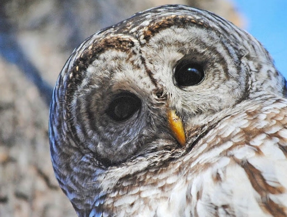barred owl sounds
