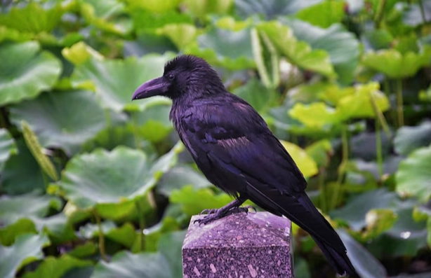 raven identification
