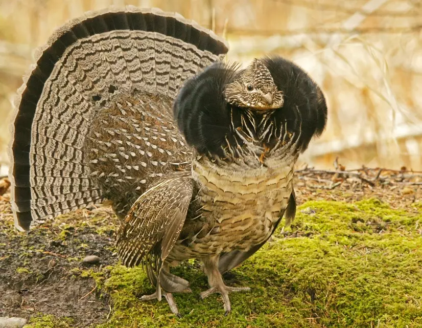 ruffed grouse habitat