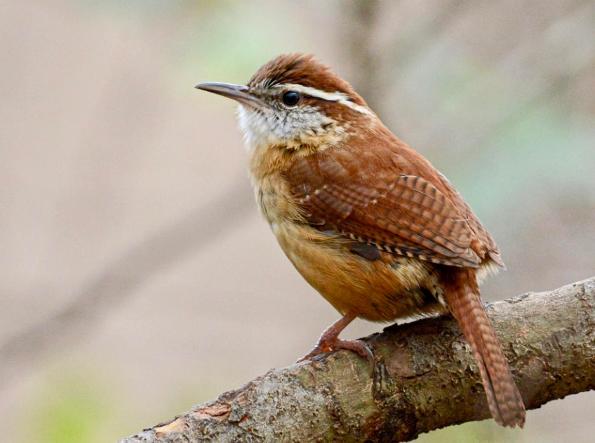 carolina wren identification carolina wren identification
