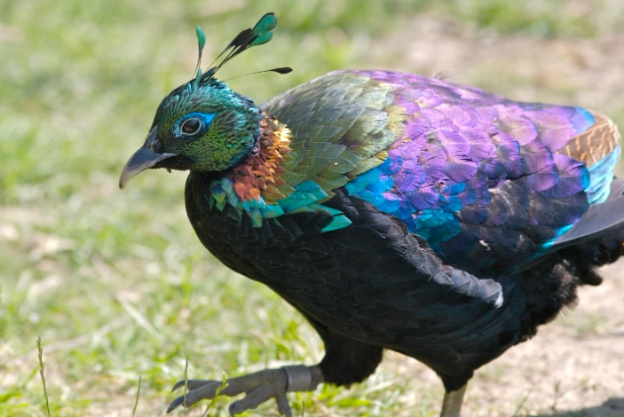 Himalayan monal