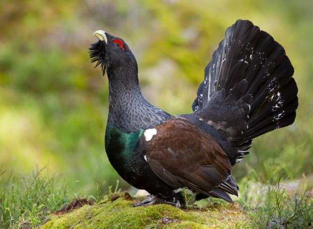 British garden birds
