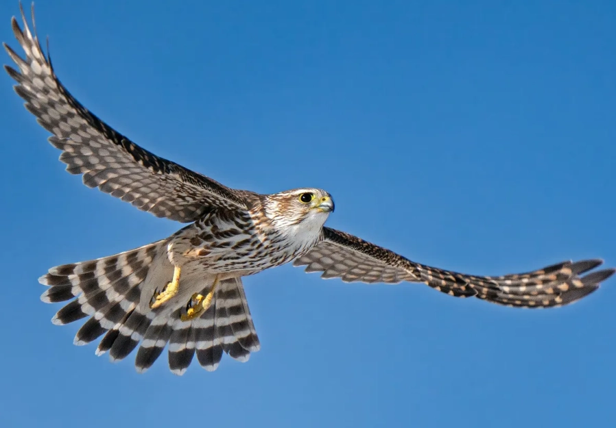 identify birds by photo