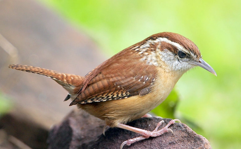carolina wren call