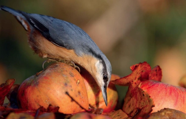 UK bird identification