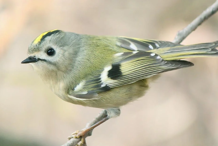 Best places for birdwatching in the UK